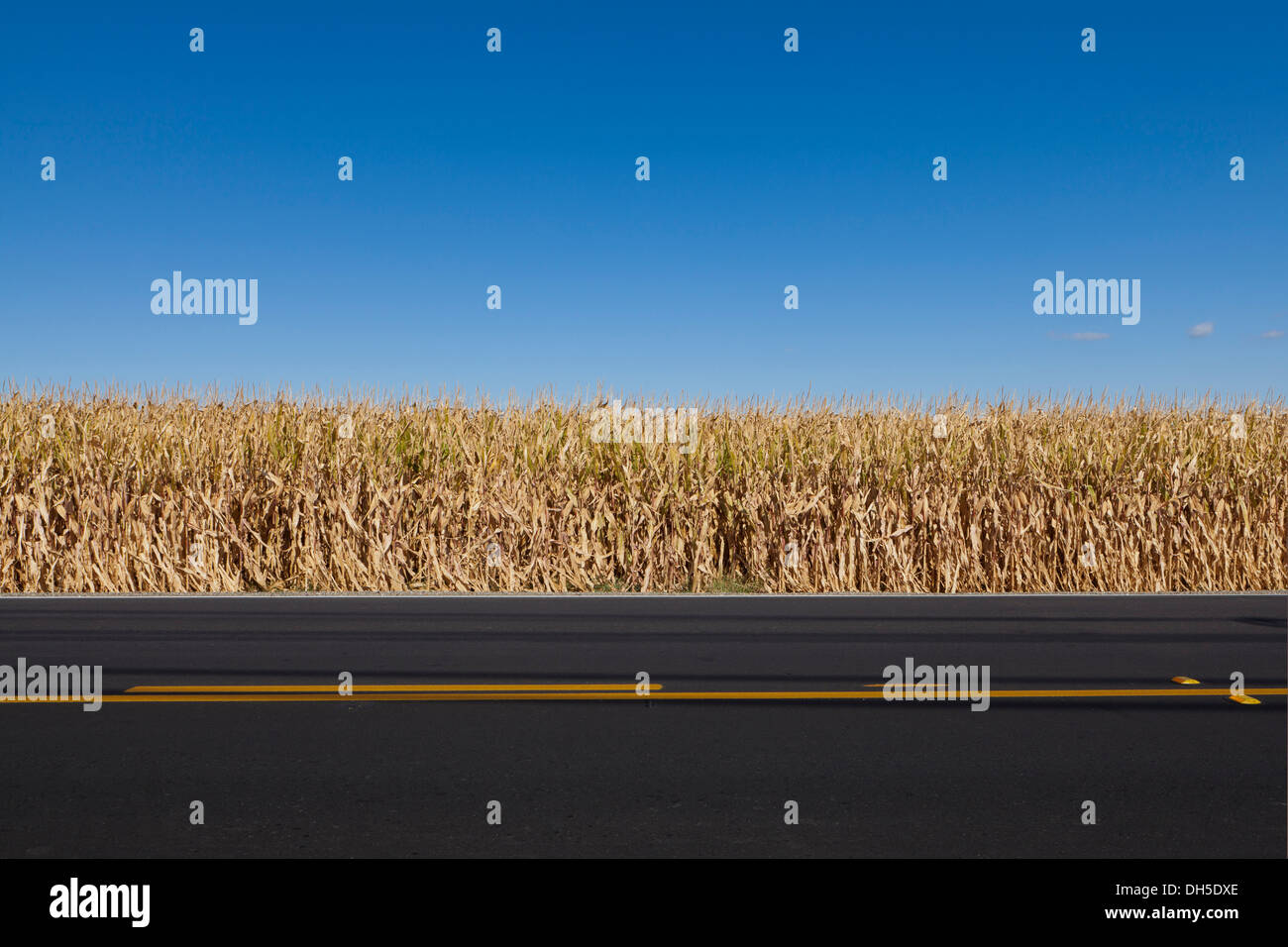 Borde de campo de maíz en el otoño - California EE.UU. Foto de stock