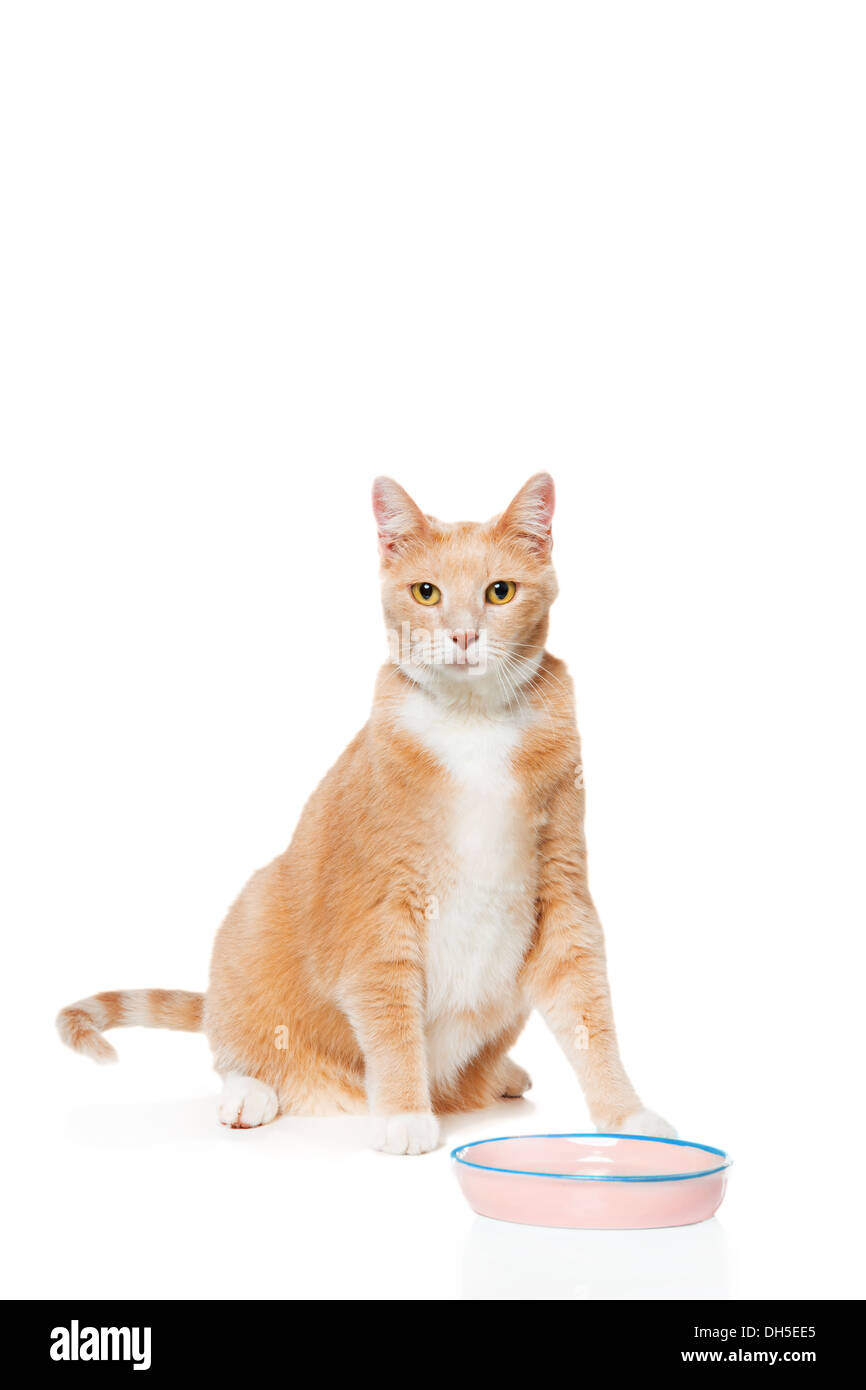Orange gato sentado delante del tazón de comida vacías sobre fondo blanco. Foto de stock