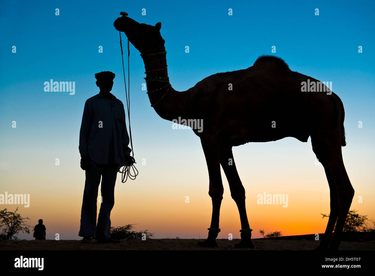 Silueta de un hombre sujetando las riendas de su camello, camello Feria de Pushkar, Pushkar, Rajastán, India Foto de stock