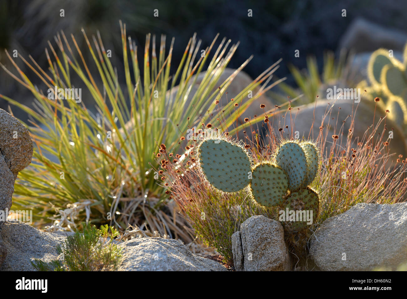 Nopales o remar Cactus (Opuntia), Hidden Valley, el Parque Nacional de Joshua Tree, en el desierto de Mojave, California, suroeste Foto de stock