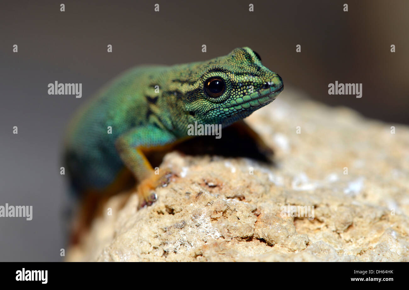 William's enano o la ElectricBlue Gecko Gecko (Lygodactylus williamsi), juvenil, nativo de Tanzania, Stuttgart Foto de stock