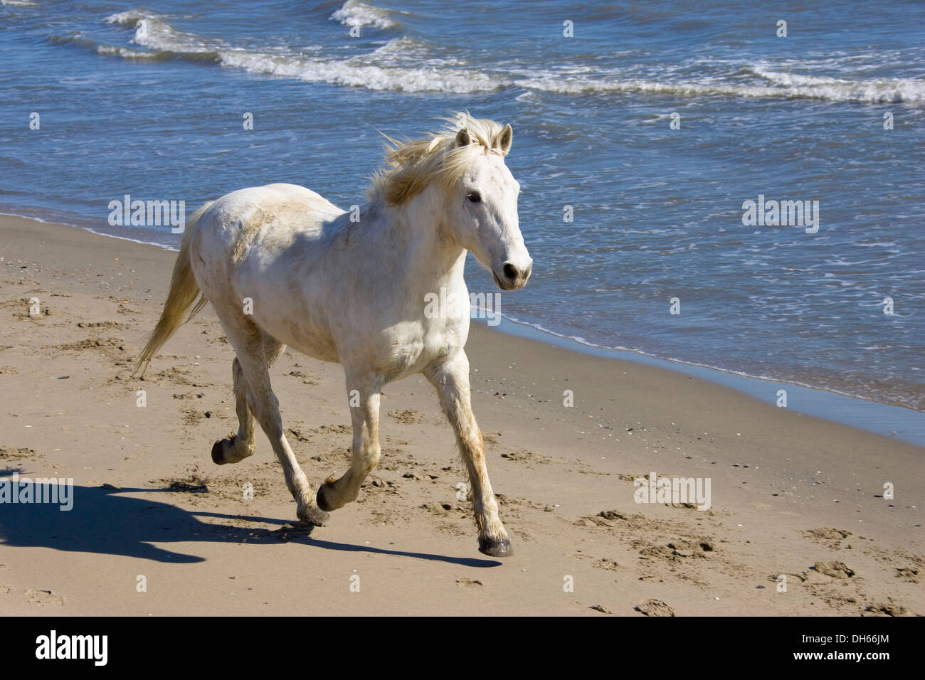 Camargue caballo (Equus caballus), acabando en la playa, la Camarga, en el sur de Francia, Francia, Europa Foto de stock
