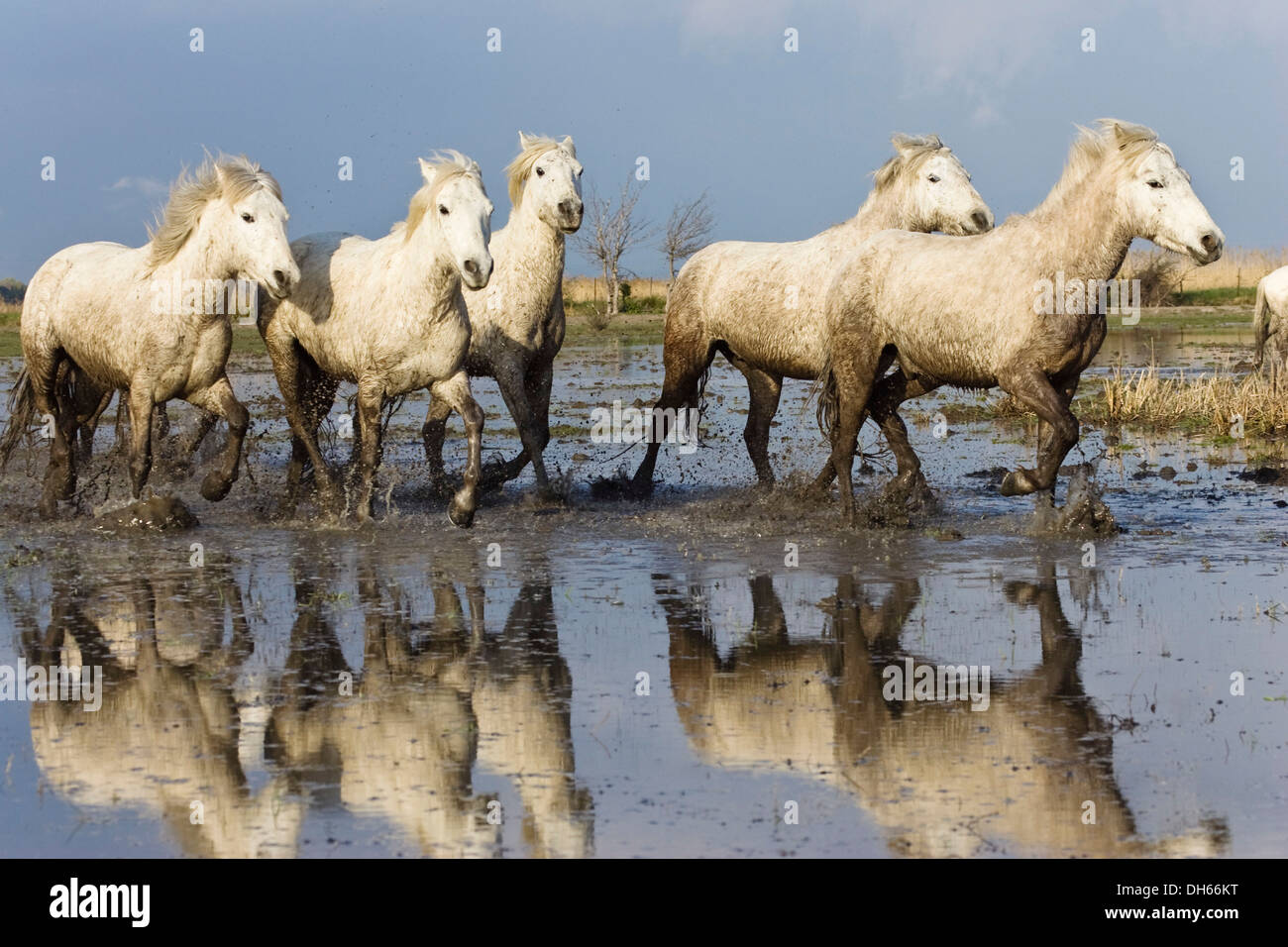 Caballos de Camargue (Equus caballus), funcionando a través del agua, la región de Camargue, en el sur de Francia, Francia, Europa Foto de stock