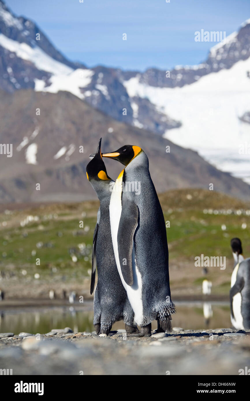 Pingüinos rey (Aptenodytes patagonicus), el par en el cortejo, en St Andrews Bay, South Georgia, Antártico y Subantártico Foto de stock