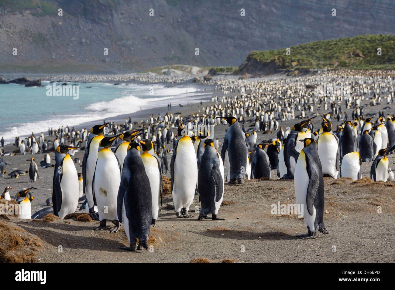 Colonia reproductiva de pingüinos rey (Aptenodytes patagonicus), Gold Harbor South Georgia, Subantártico, Antártida Foto de stock