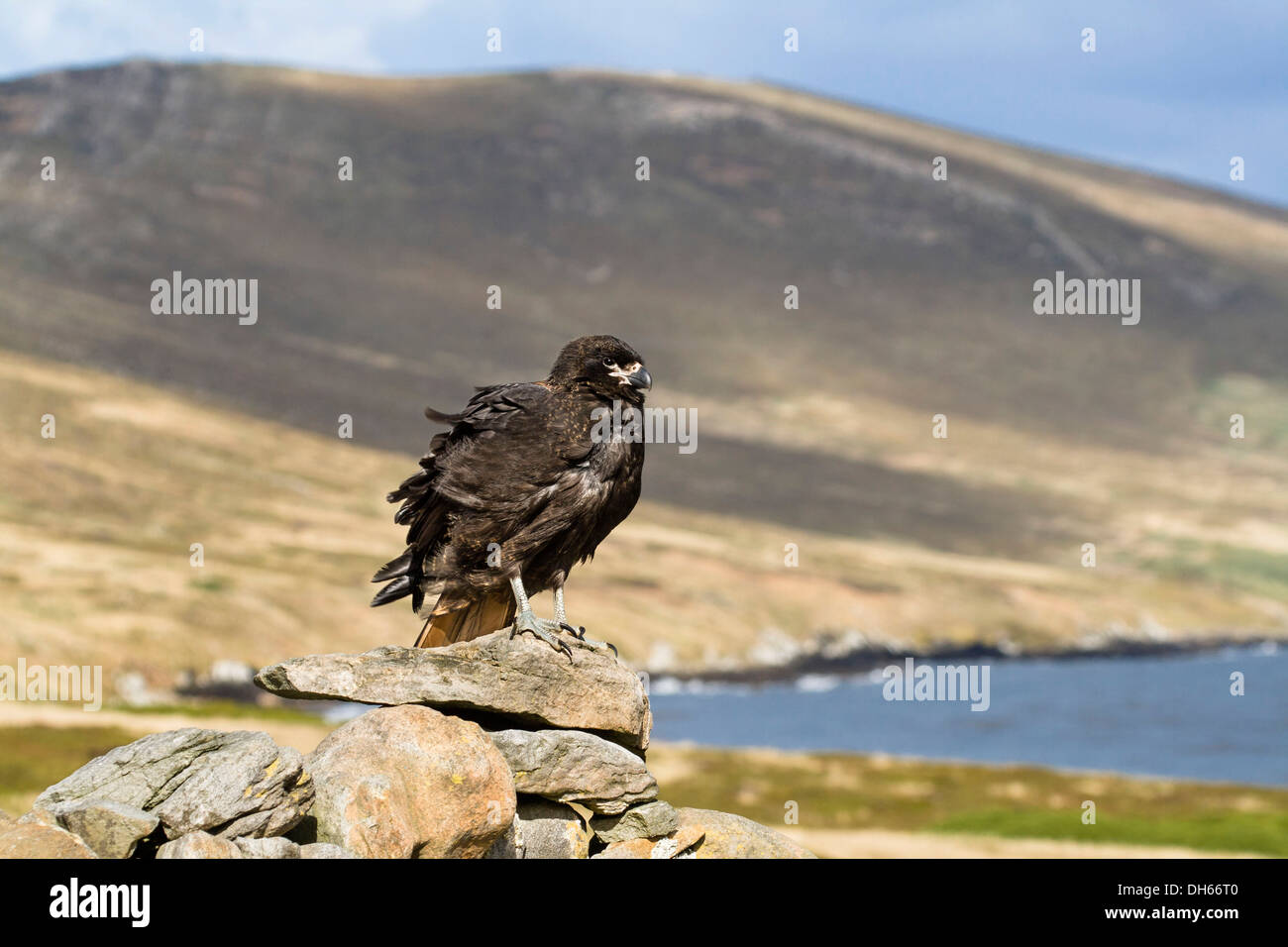 Caracara estriado (Phalcoboenus australis), Carcass Island, West Falkland, Islas Malvinas Foto de stock