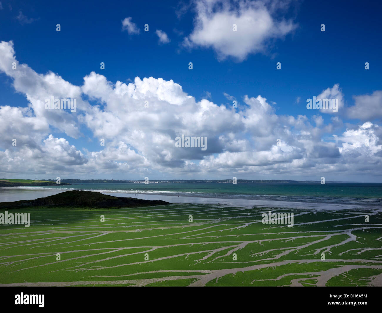La lechuga de mar (Ulva armoricana), algas en la bahía de Douarnenez, Finisterre, Bretaña, Francia, Europa, publicground Foto de stock