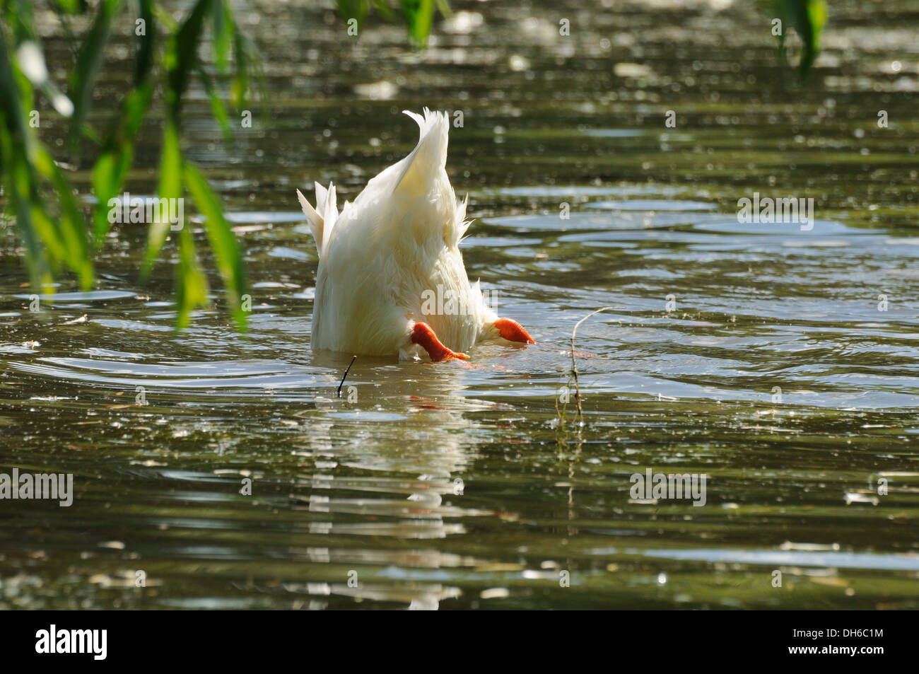 Pato blanco en agua con cola arriba Foto de stock