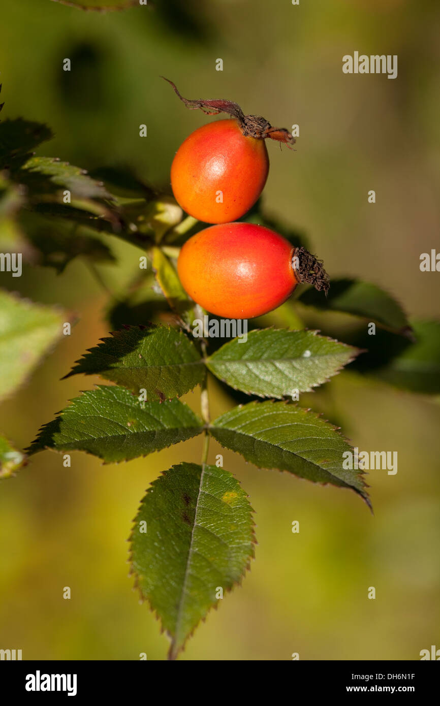 Montón de fruta roja aumentó con la hoja Foto de stock