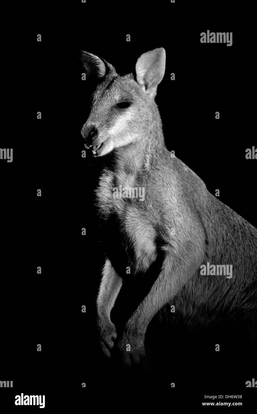 Monocromo retrato de un ágil Wallaby (Macropus agilis) Foto de stock