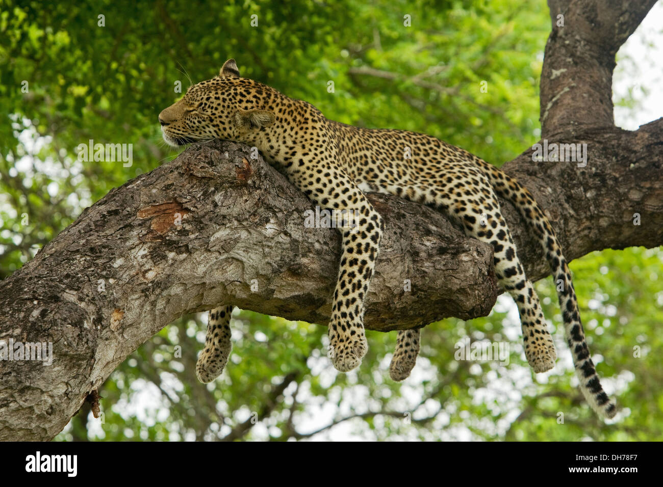 Big 5, fauna africana, el leopardo Panthera pardus Foto de stock