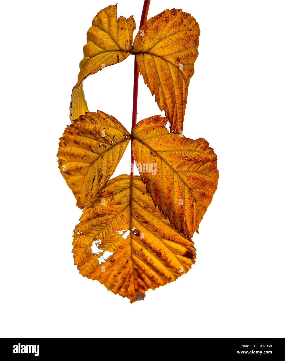 Hojas de frambuesa tallada en otoño en una rama aislado en blanco Foto de stock