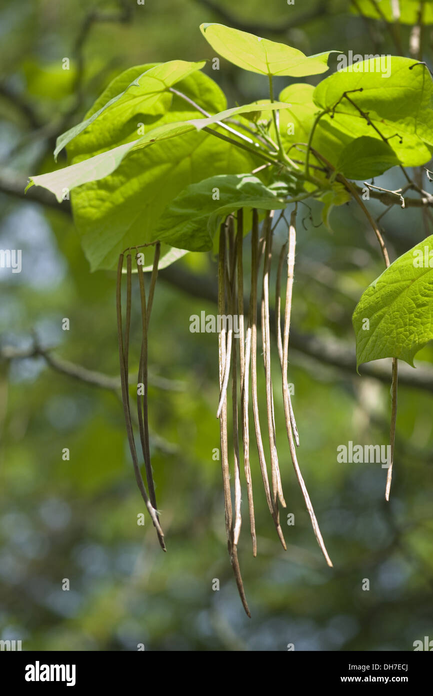 Sur catalpa bignonioides catalpa, Foto de stock