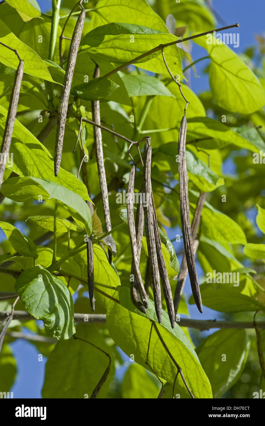 Sur catalpa bignonioides catalpa, Foto de stock