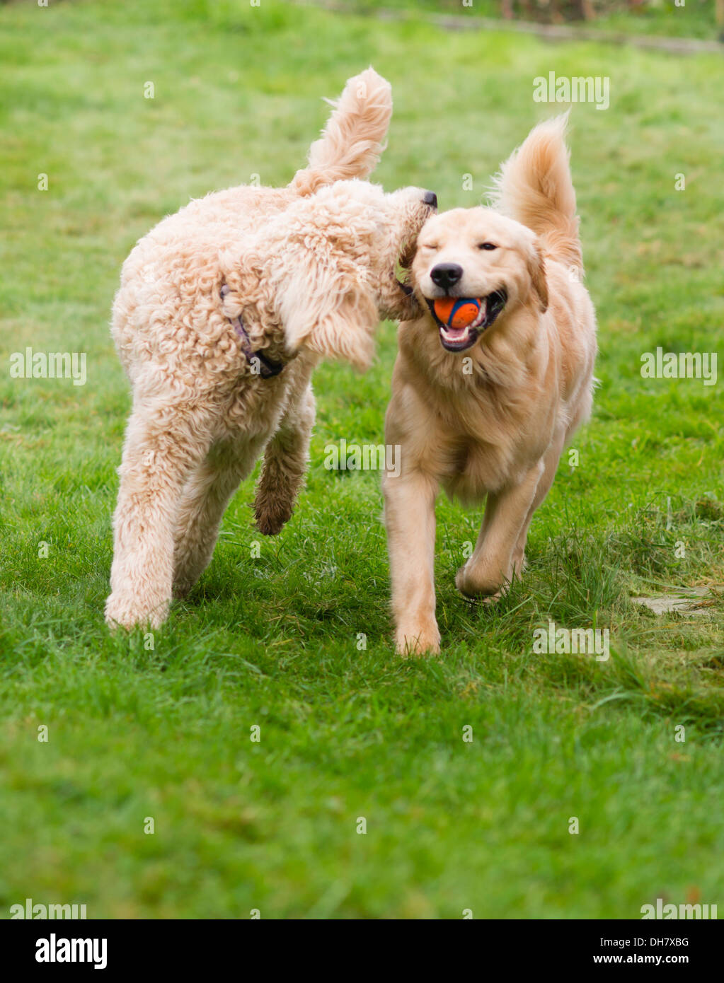 Dos lindos perros dorados pequeños corriendo juguetonamente en el