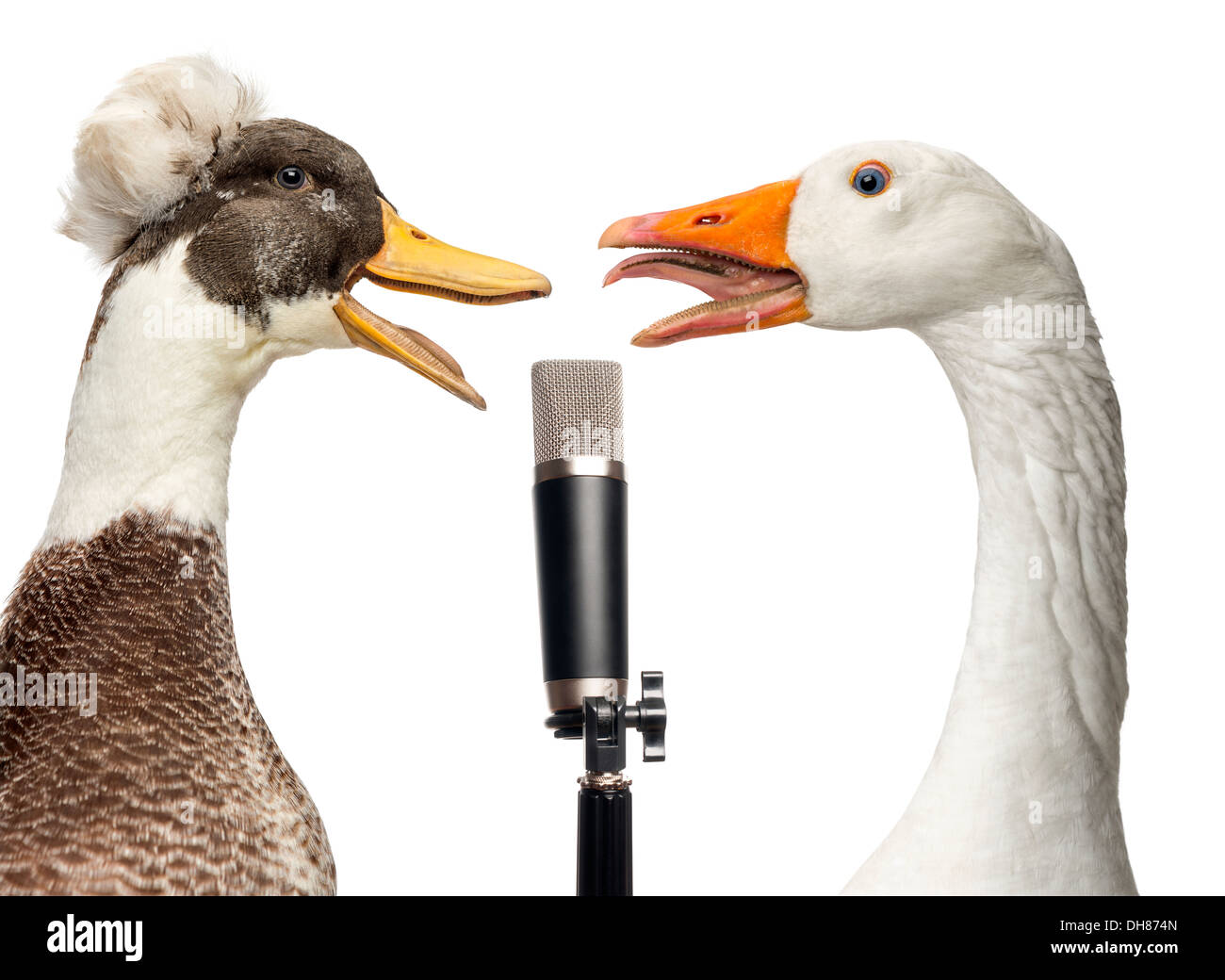 Close-up de macho, lophonetta specularioides Pato crestados, y Domestic Goose, Anser anser domesticus, cantando en el micrófono Foto de stock