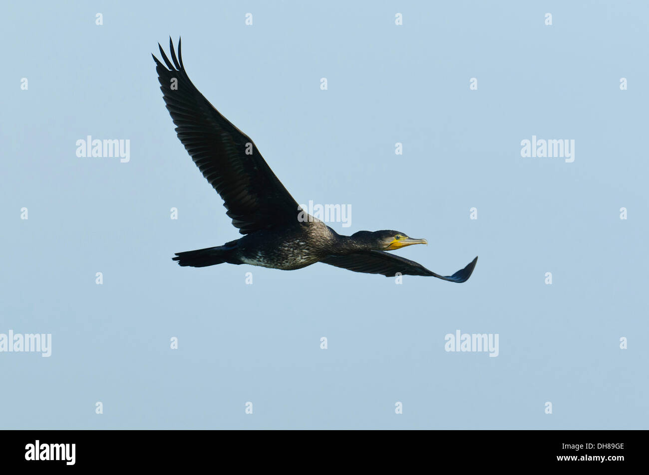 Cormorán Grande o Gran negro cormoranes (Phalacrocorax carbo) en vuelo, Steinhuder Meer, Winzlar, Baja Sajonia, Alemania Foto de stock