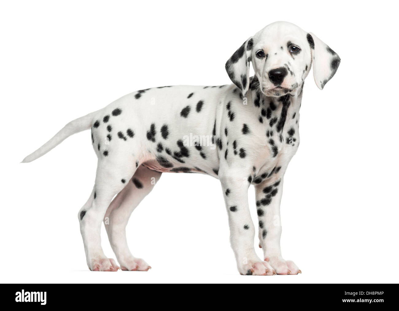 Vista lateral de un cachorro dálmata de pie contra el fondo blanco  Fotografía de stock - Alamy