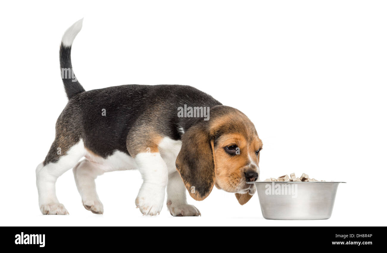 Vista lateral de un cachorro Beagle oler los alimentos en un recipiente con  fondo blanco Fotografía de stock - Alamy