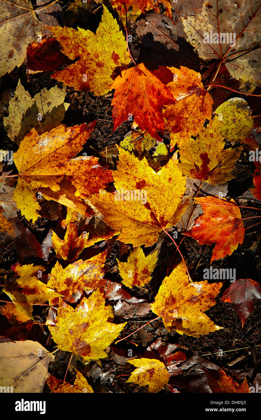 Hojas de otoño Foto de stock