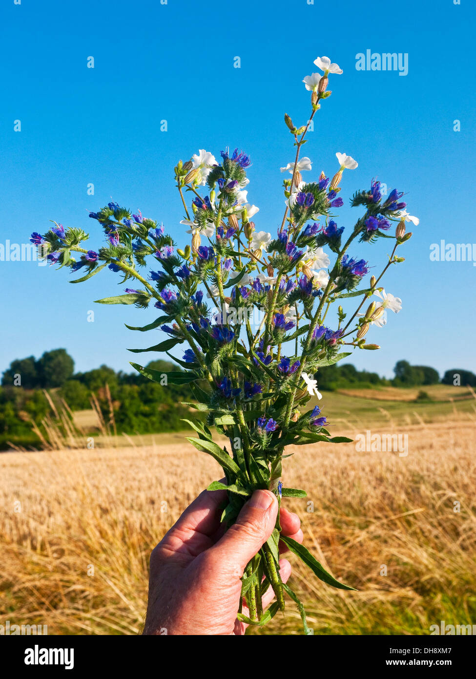 Mi mano sujetando un ramo de flores silvestres / Blanco Campion y Viper's Bugloss - Francia. Foto de stock