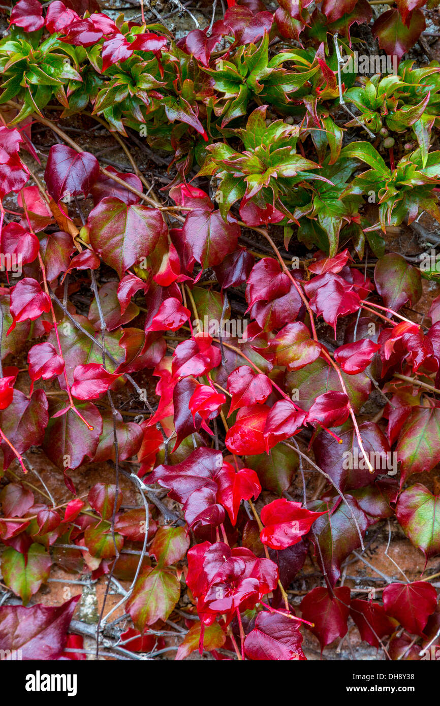 Parthenocissus tricuspidata Parthenocissus tricuspidata Lowii y creciendo juntos en la misma pared. En otoño. La hiedra de Boston. Foto de stock