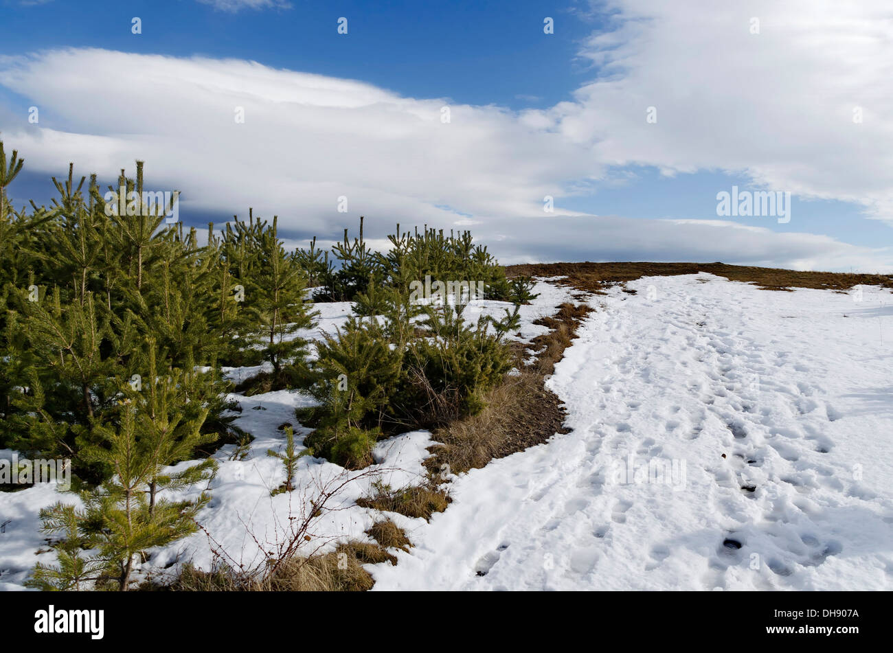 Día de invierno soleado en Plana montaña, Bulgaria Foto de stock