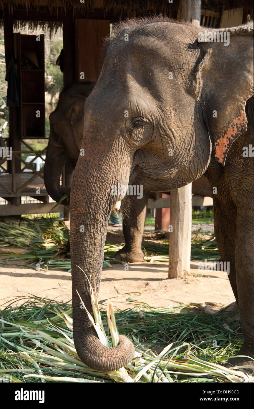 Vertical cerca de un elefante indio adulto comiendo caña de azúcar en Laos. Foto de stock