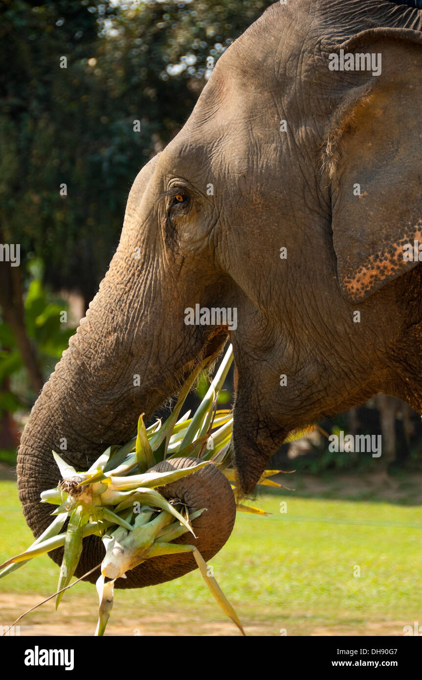 Vertical cerca de un elefante indio adulto comiendo caña de azúcar en Laos. Foto de stock