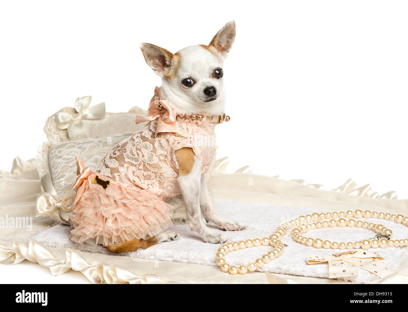 Vestida de Chihuahua sentado, mirando a la cámara, aislado en blanco Foto de stock