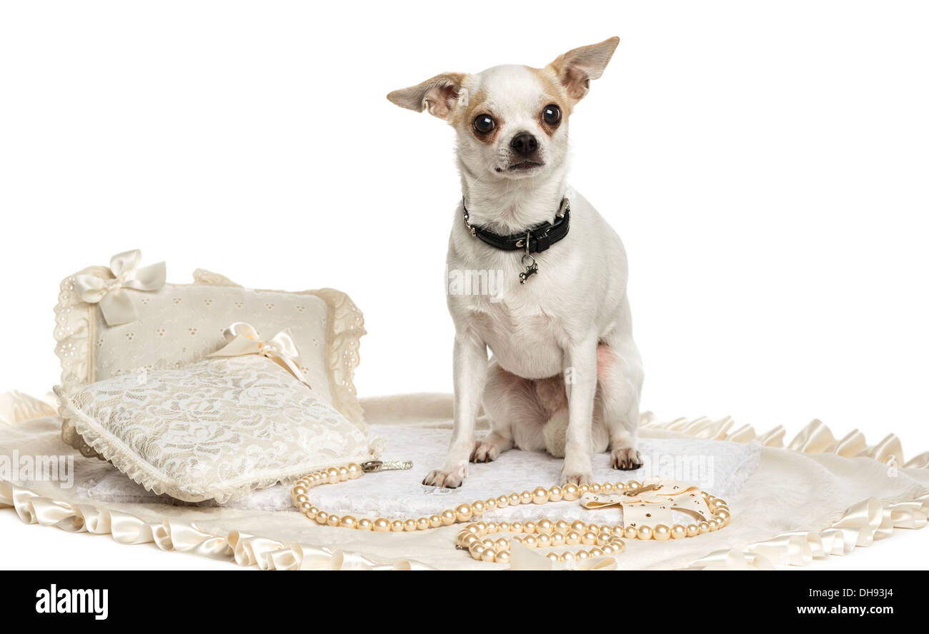 Chihuahua vistiendo un collar sentada sobre una alfombra contra el fondo blanco. Foto de stock