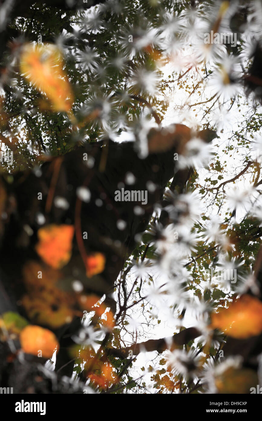 Tronco de árbol reflejado en un charco de agua sujetando las hojas de otoño. Foto de stock