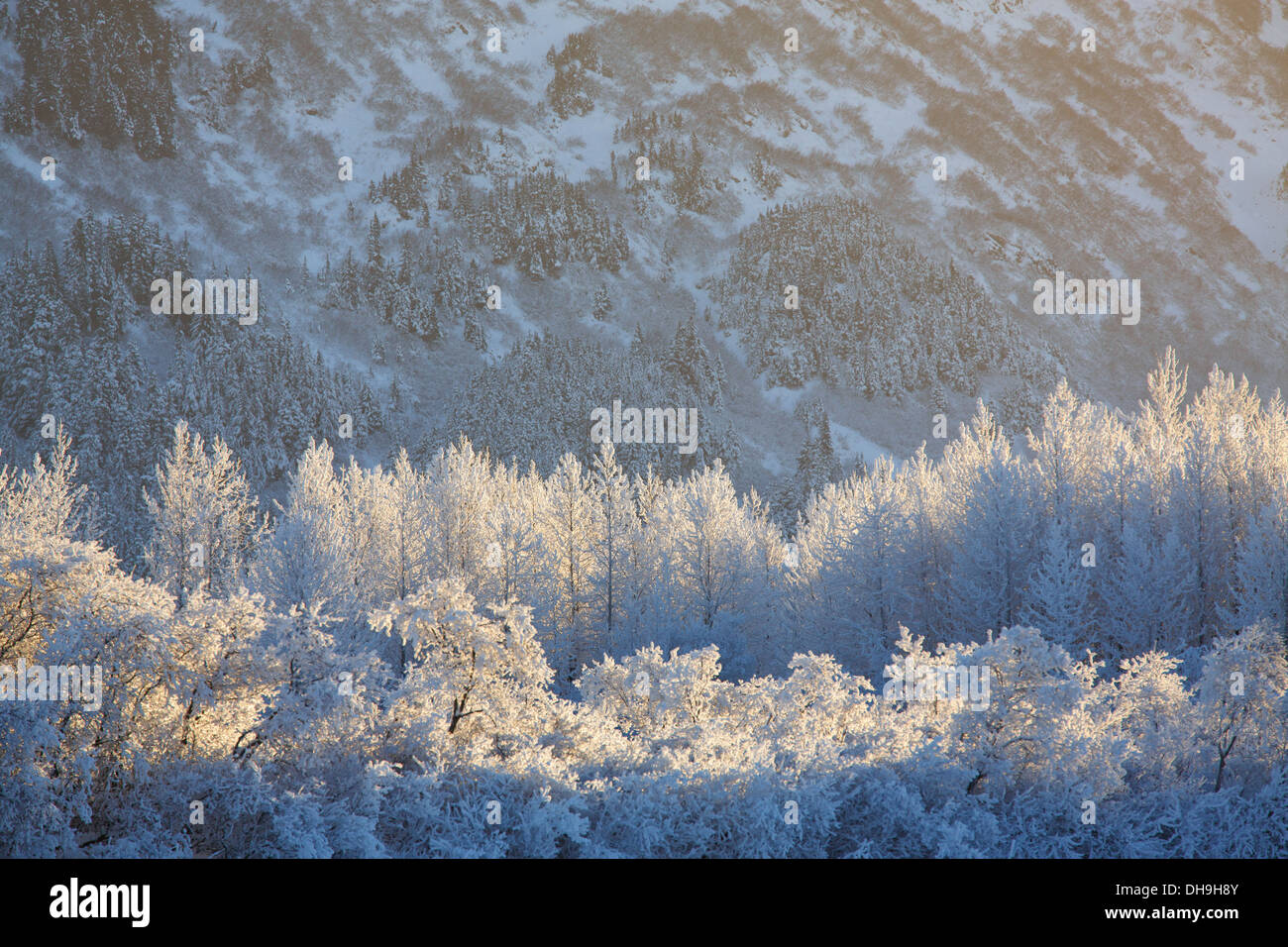 Invierno en el Bosque Nacional de Chugach, Alaska. Foto de stock