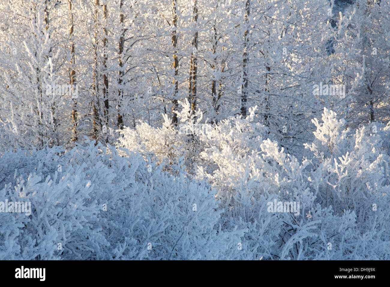 Invierno en el Bosque Nacional de Chugach, Alaska. Foto de stock