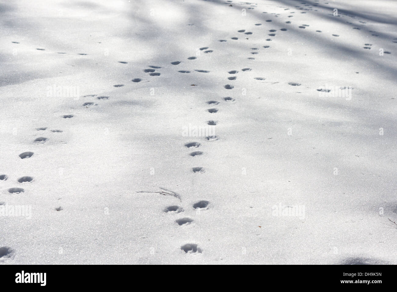 Huellas de perro en la nieve Foto de stock