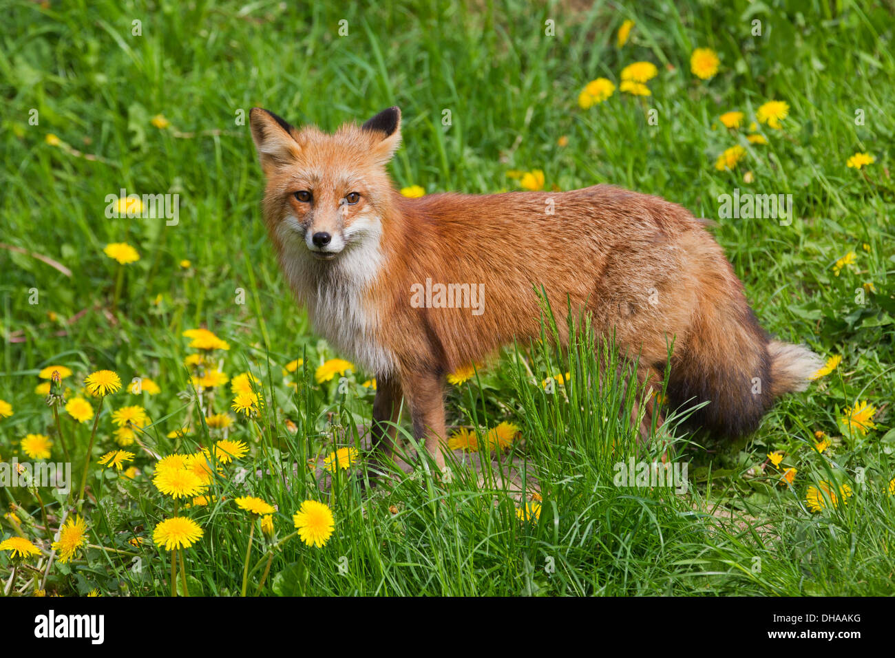 El zorro rojo (Vulpes vulpes) en el prado de flores silvestres en el verano Foto de stock