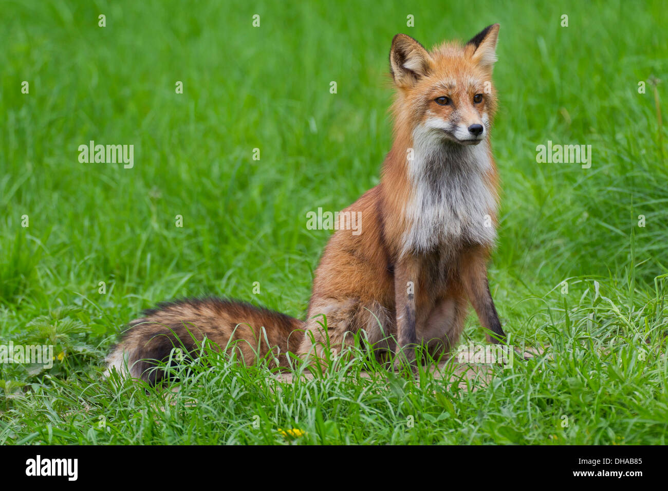 El zorro rojo (Vulpes vulpes) sentado en la pradera en verano Foto de stock