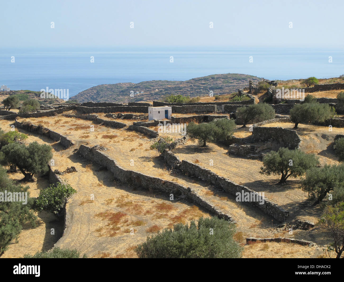 Olivares y terrazas cerca Exambala en la isla griega de Sifnos en el Egeo Cyclades Foto de stock