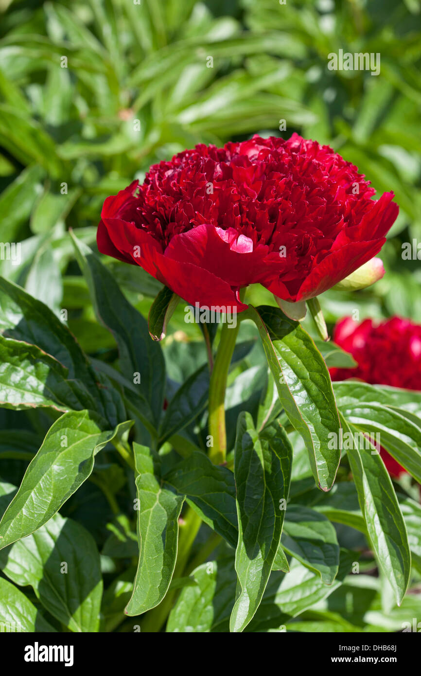 Paeonia "encanto rojo" Foto de stock