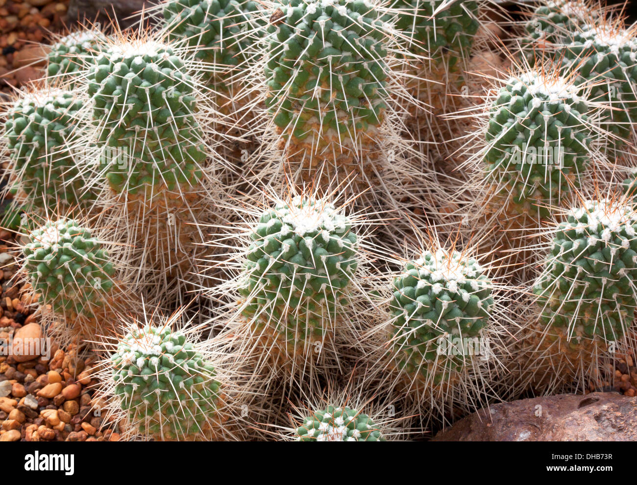Esfera de bola Cactus en el suelo rocoso. Foto de stock