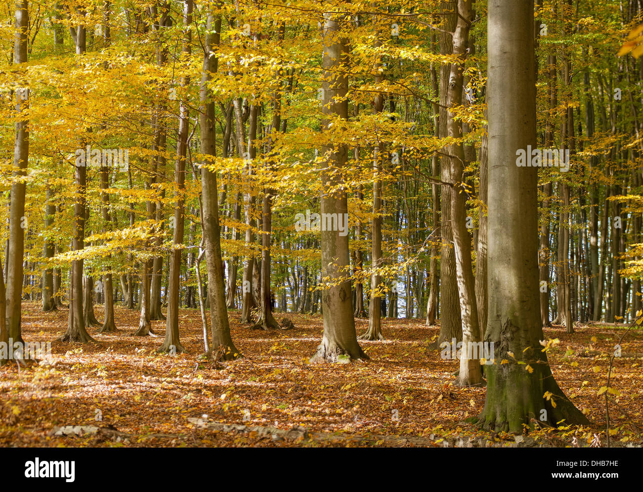 Bosque del otoño Foto de stock