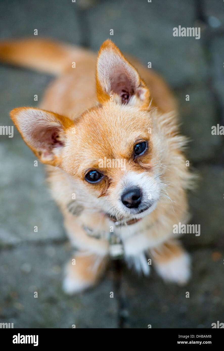 Un Chihuahua cruzó entre un Jack Russell perro mira a la cámara con ojos amorosos Foto de stock