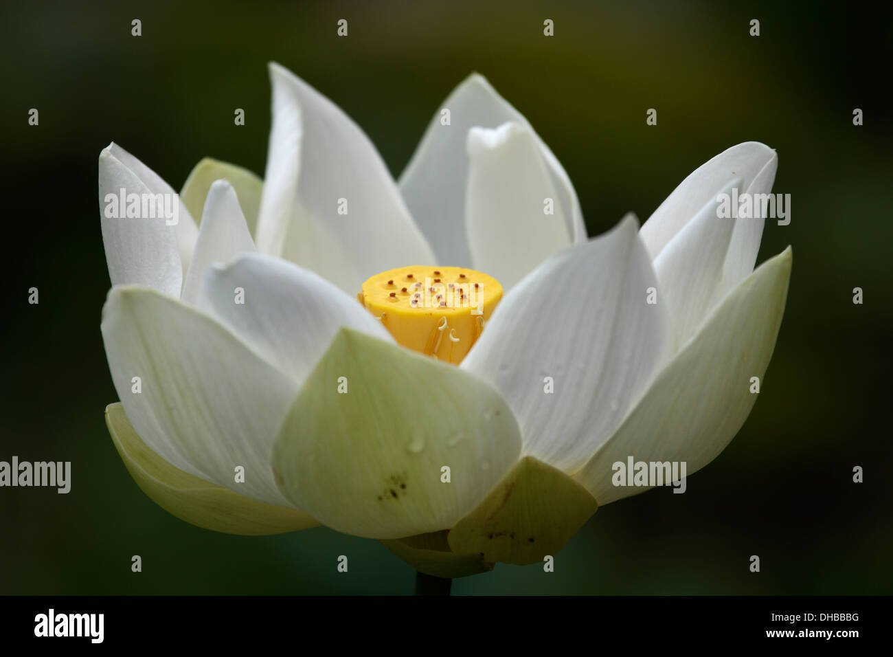 Flor de loto sagrado efecto fotografías e imágenes de alta resolución