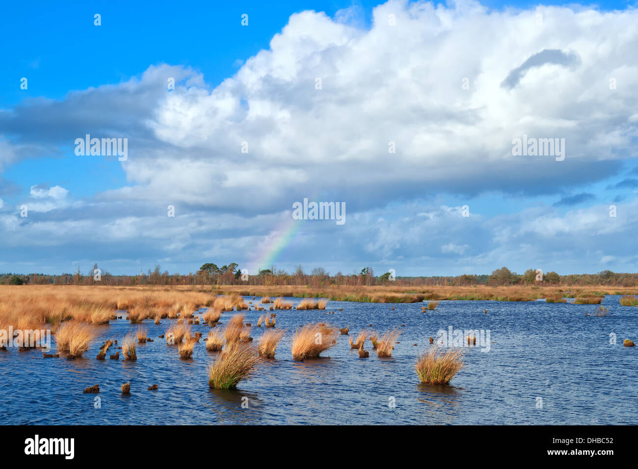 Arco iris sobre el pantano y el cielo azul, Dwingelderveld, Drenthe, Países Bajos Foto de stock