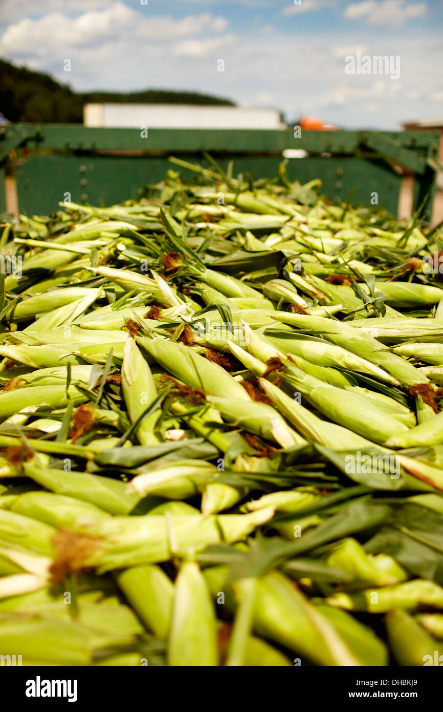Un trailer de cosechadas mazorcas de maíz, maíz en la mazorca. Alimentos ecológicos listos para su distribución. Foto de stock