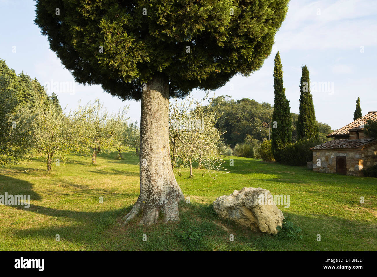 Ciprés y un olivar en una colina de la Toscana, en Italia. Foto de stock