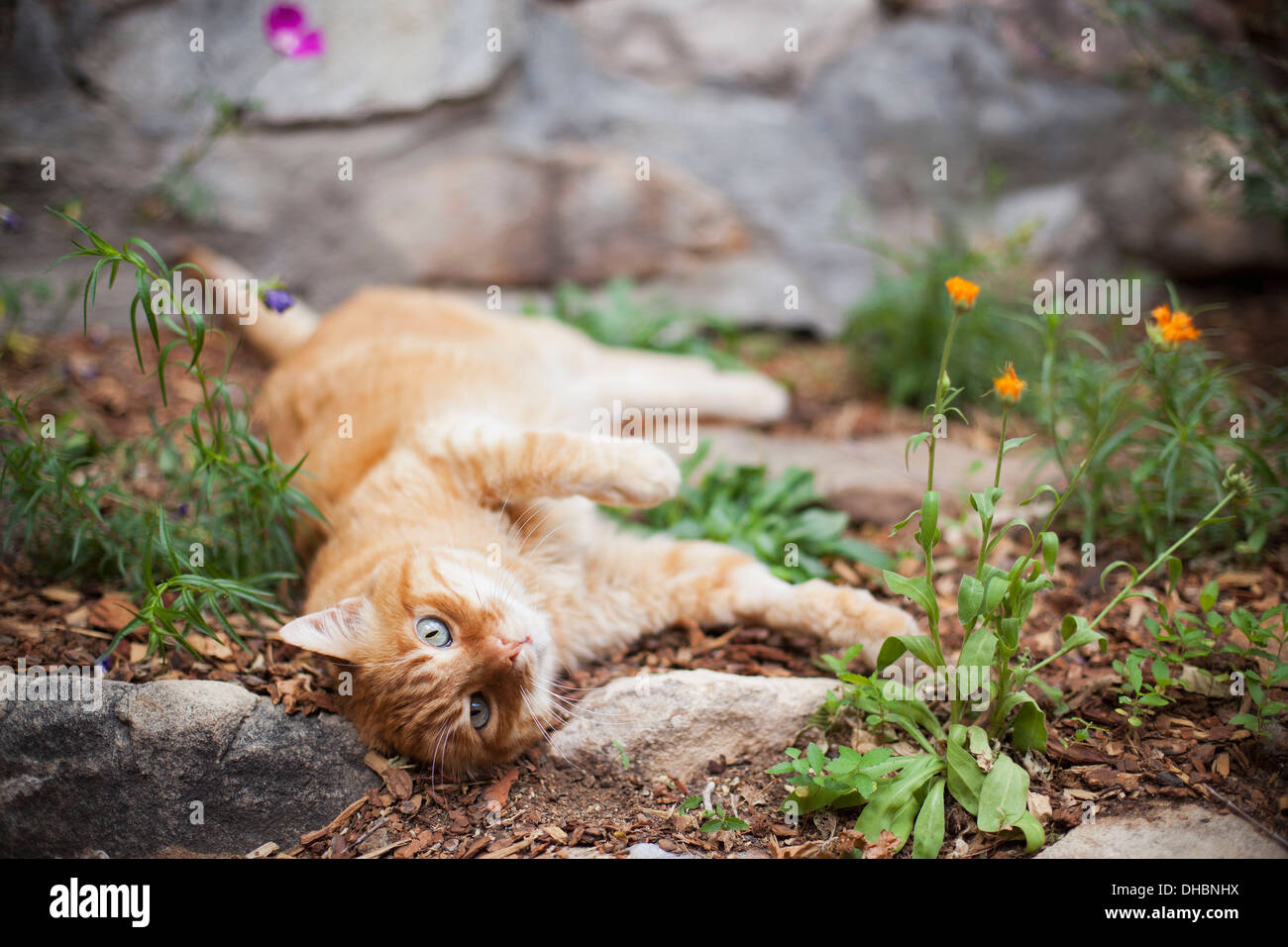 Gato atigrado naranja tumbado en el jardín Foto de stock