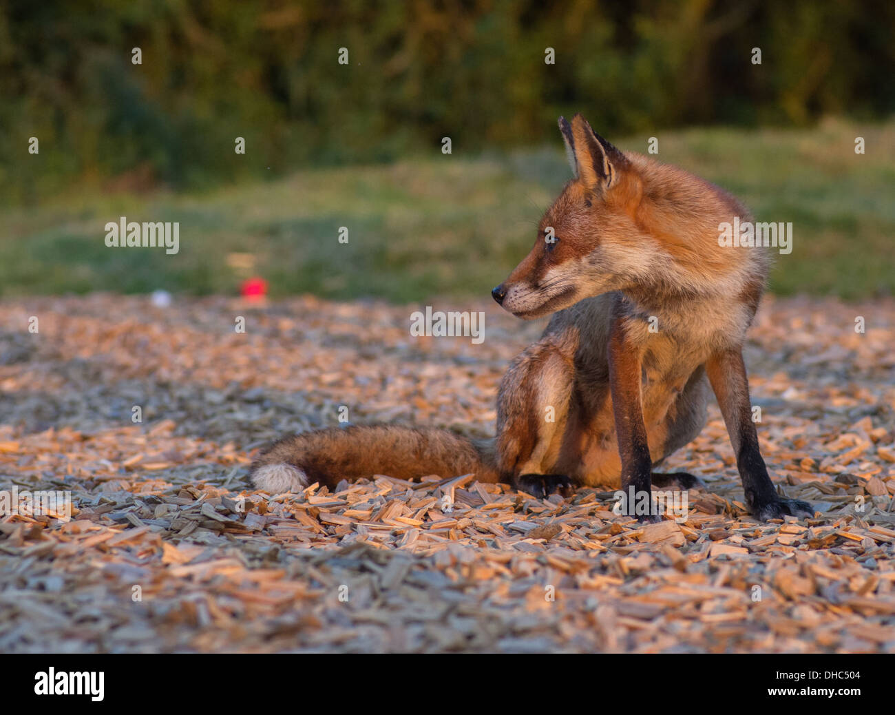 Una hembra fox (Vixen) tras asaltar un depósito de desechos de alimentos Foto de stock