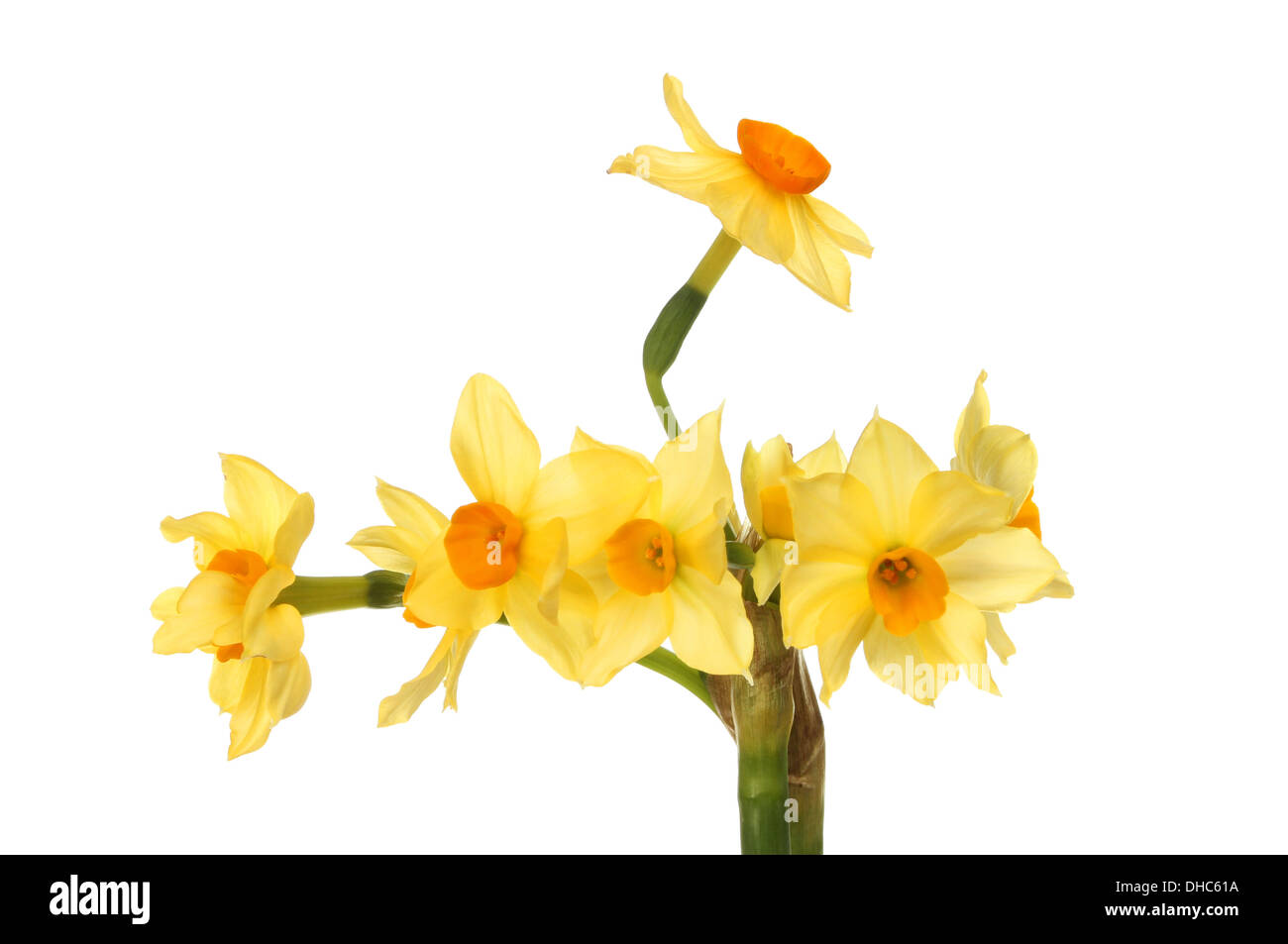 Narcisos Miniatura flores aisladas contra un blanco Foto de stock
