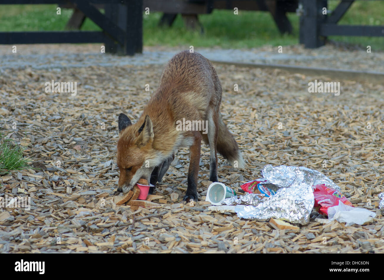 Una hembra fox (Vixen) tras asaltar un depósito de desechos de alimentos Foto de stock
